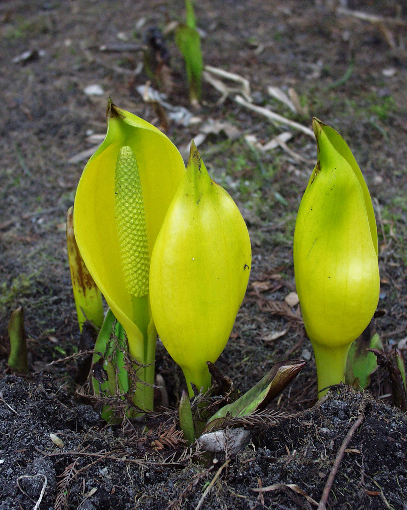 Der stinkende Riesenaronstab (Lysichiton americanum)  