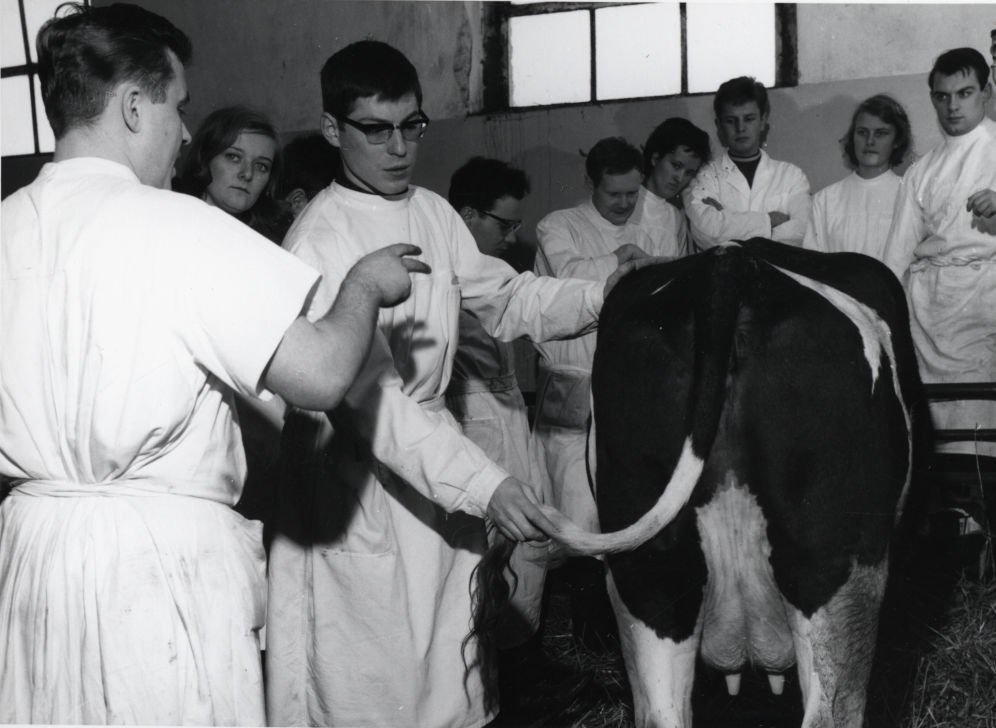 Veterinär mit Studierenden und Kuh