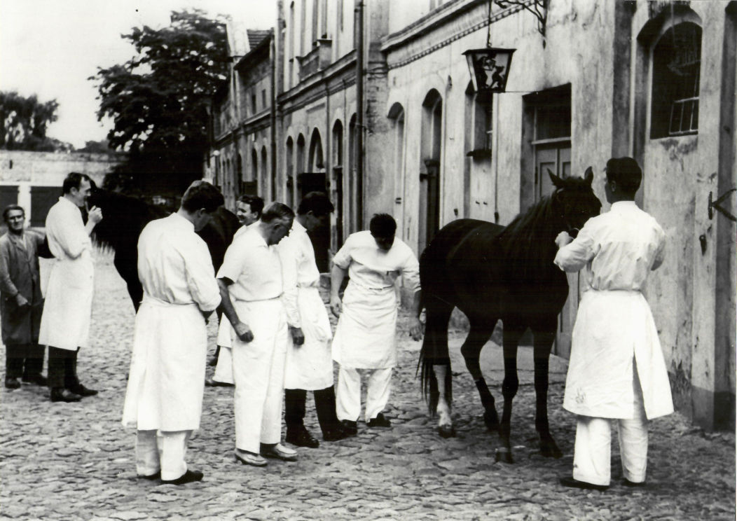 Veterinärmediziner mit Pferden