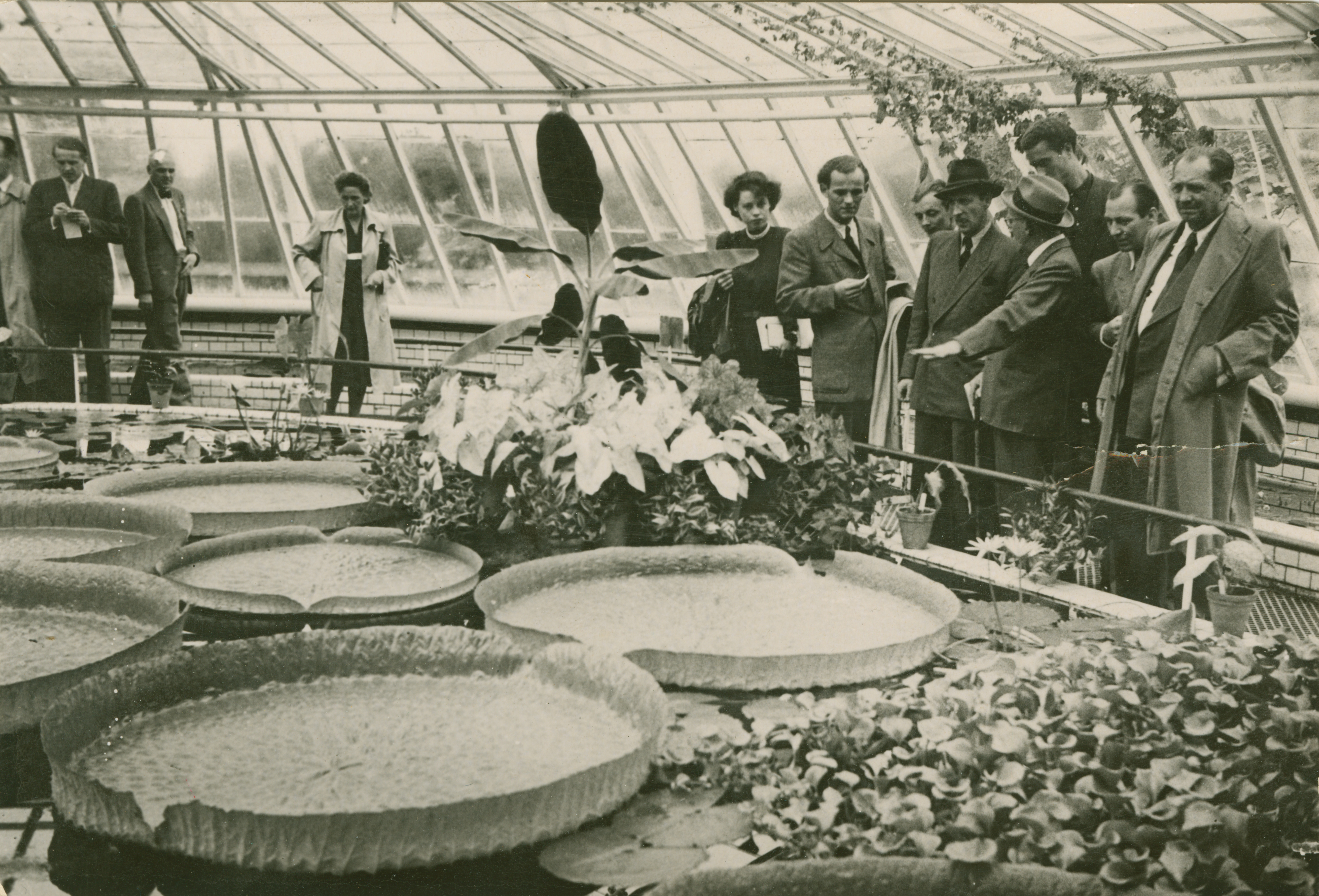 Ausstellung Victoria Kabinett – 166 Jahre in 100 Bildern im Botanischen Museum Berlin   