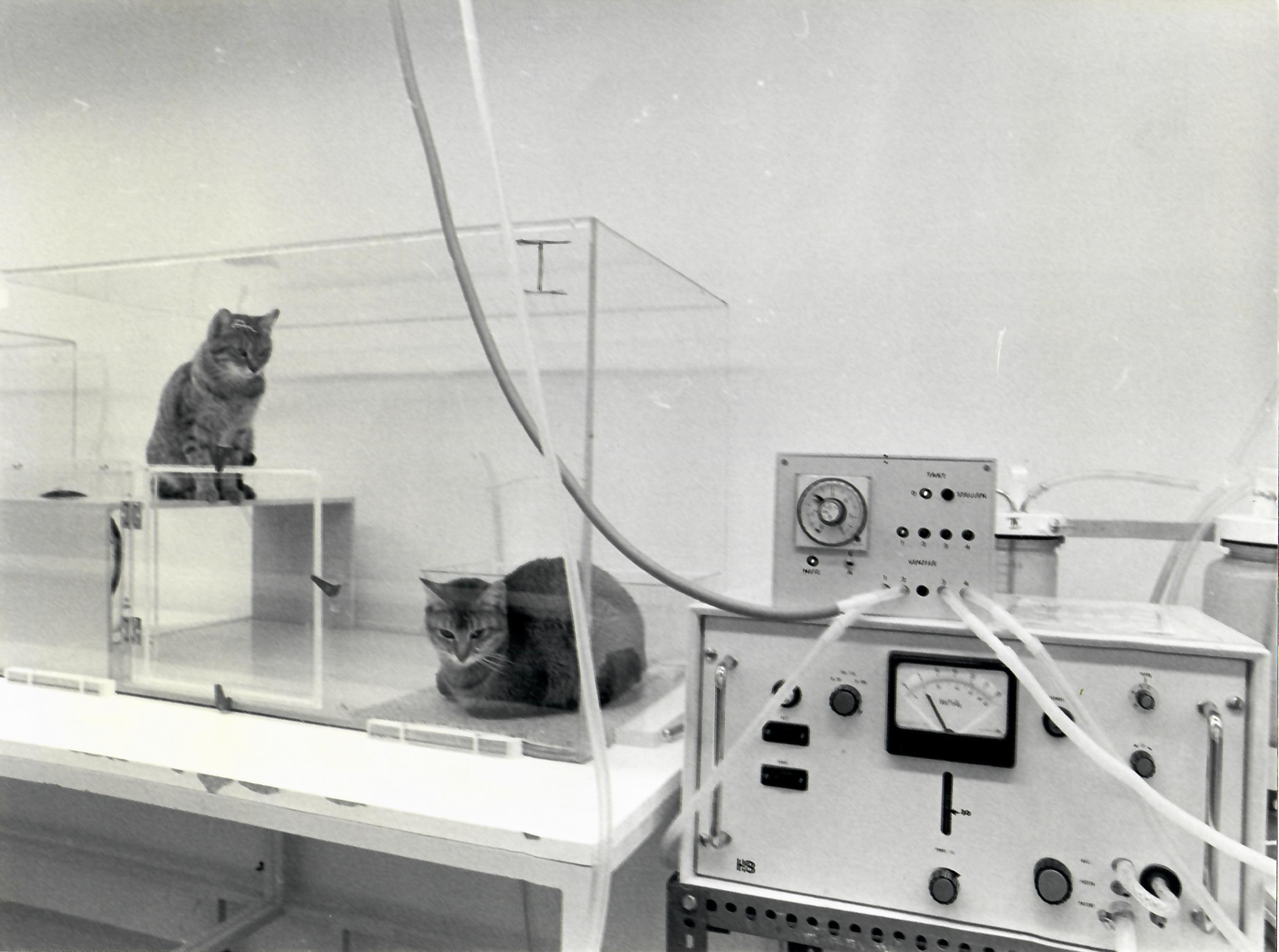 Katzen in den Zentralen Tierlaboratorien