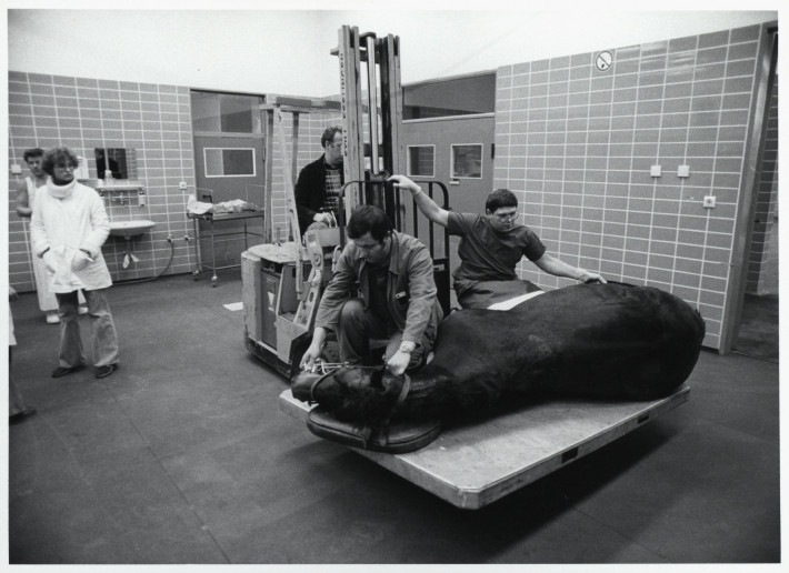 Transport eines narkotisierten Pferdes in den Operationssaal