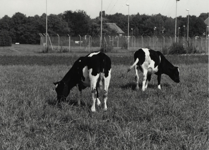  Grasende Kühe auf Weide